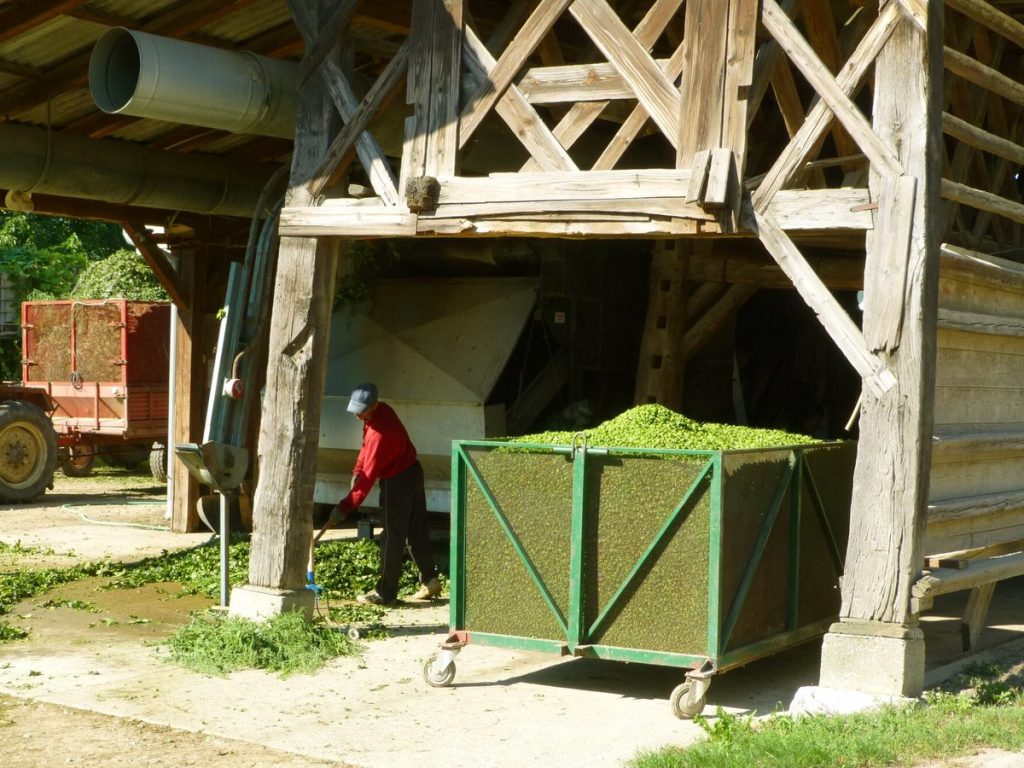 GERMEX tettnanger